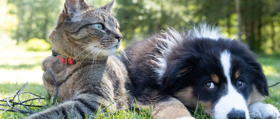 Gato y cachorro descansando juntos en el jardín