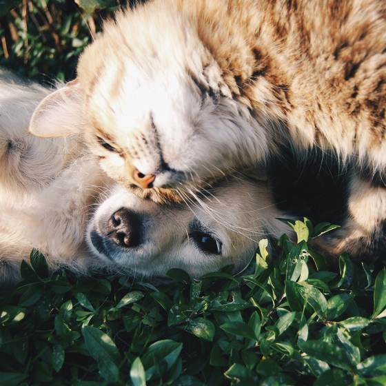 Gato y perro descansando juntos — vínculo y regulación emocional