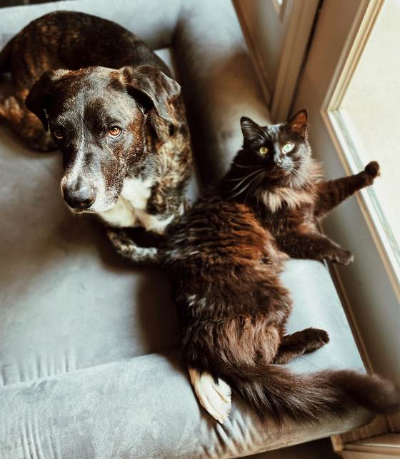 Perro y gato descansando juntos — el espíritu del Método REIA®