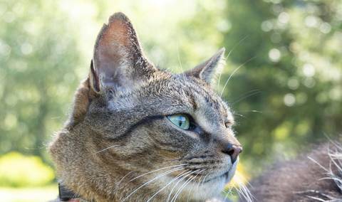 Gato atigrado mirando a un lado